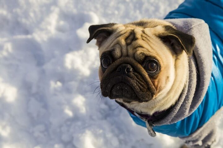 habiller son chien