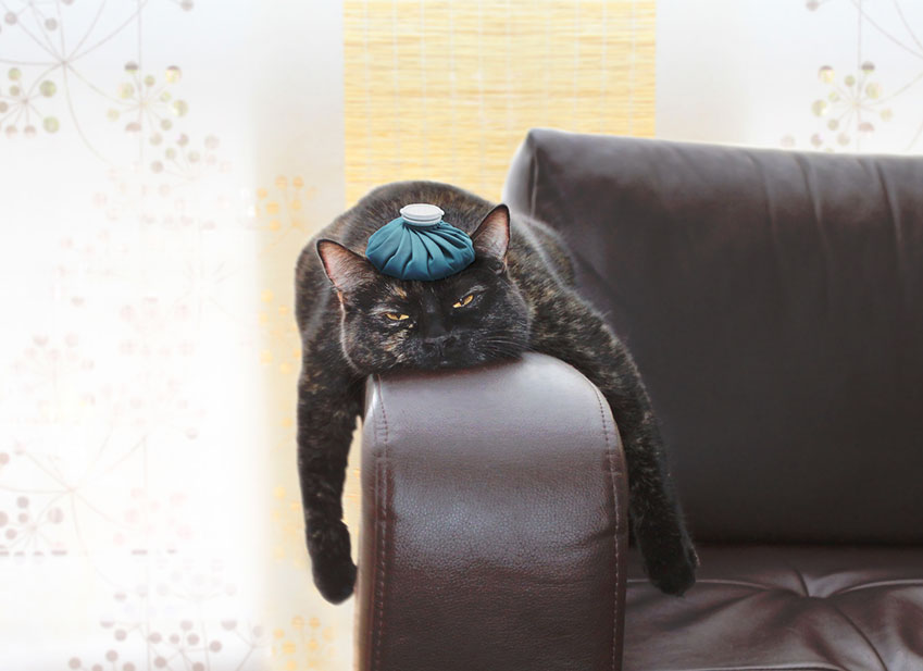 Chat assuré chez Assur O'Poil en méforme sur le bord du canapé