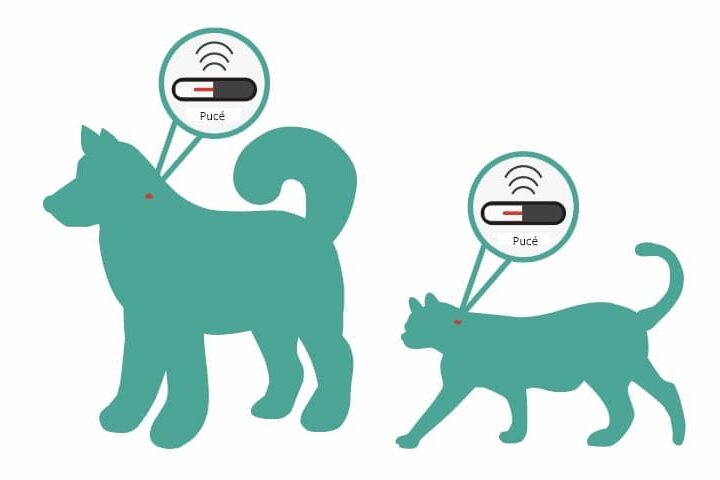 icad identification animaux