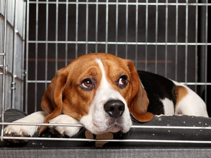 La France interdit la vente d’animaux en animalerie