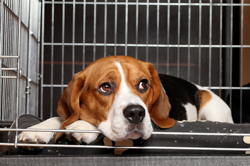 La France interdit la vente d’animaux en animalerie