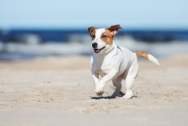 jack russell terrier sur la plage