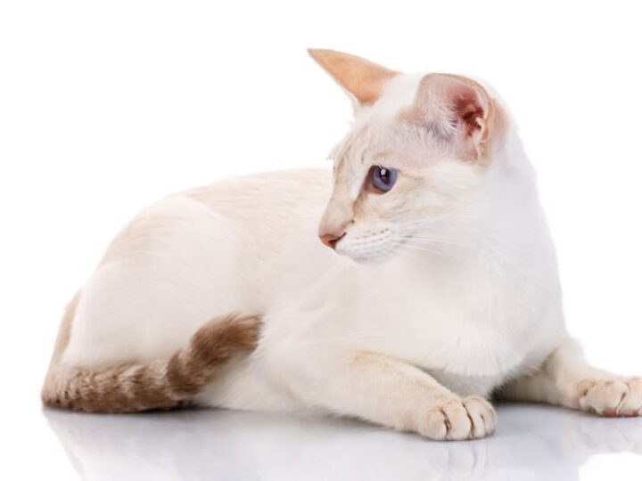 Chat de race Javanais Bobtail assuré chez Assur O'Poil