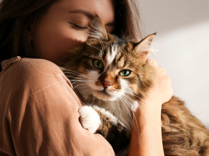 jeune femme tenant un joli chat sibérien aux yeux verts