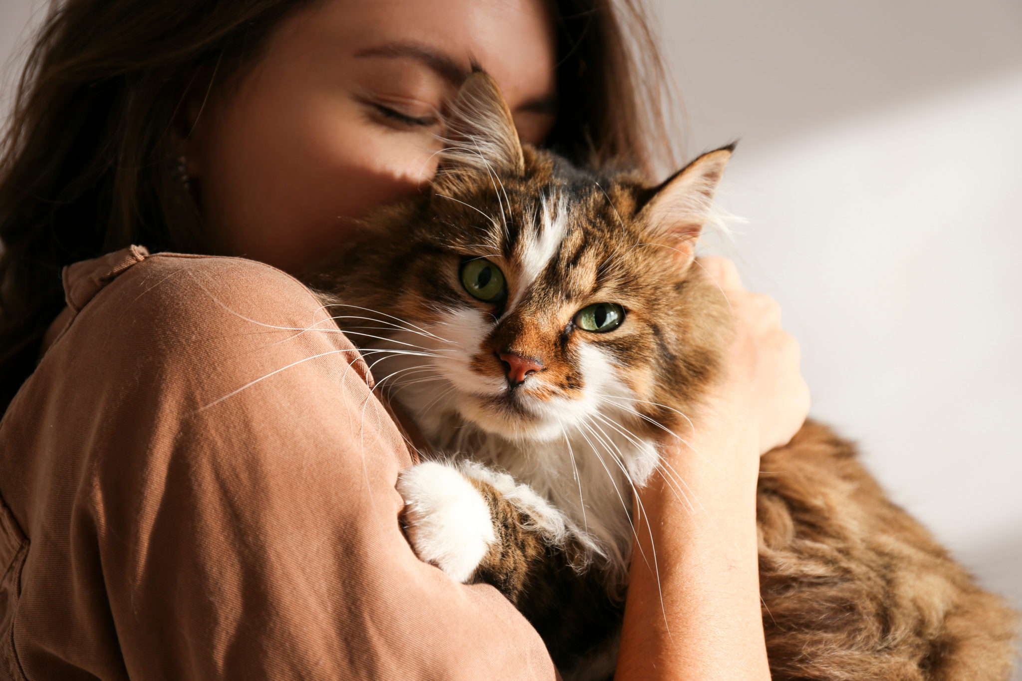 jeune femme tenant un joli chat sibérien aux yeux verts