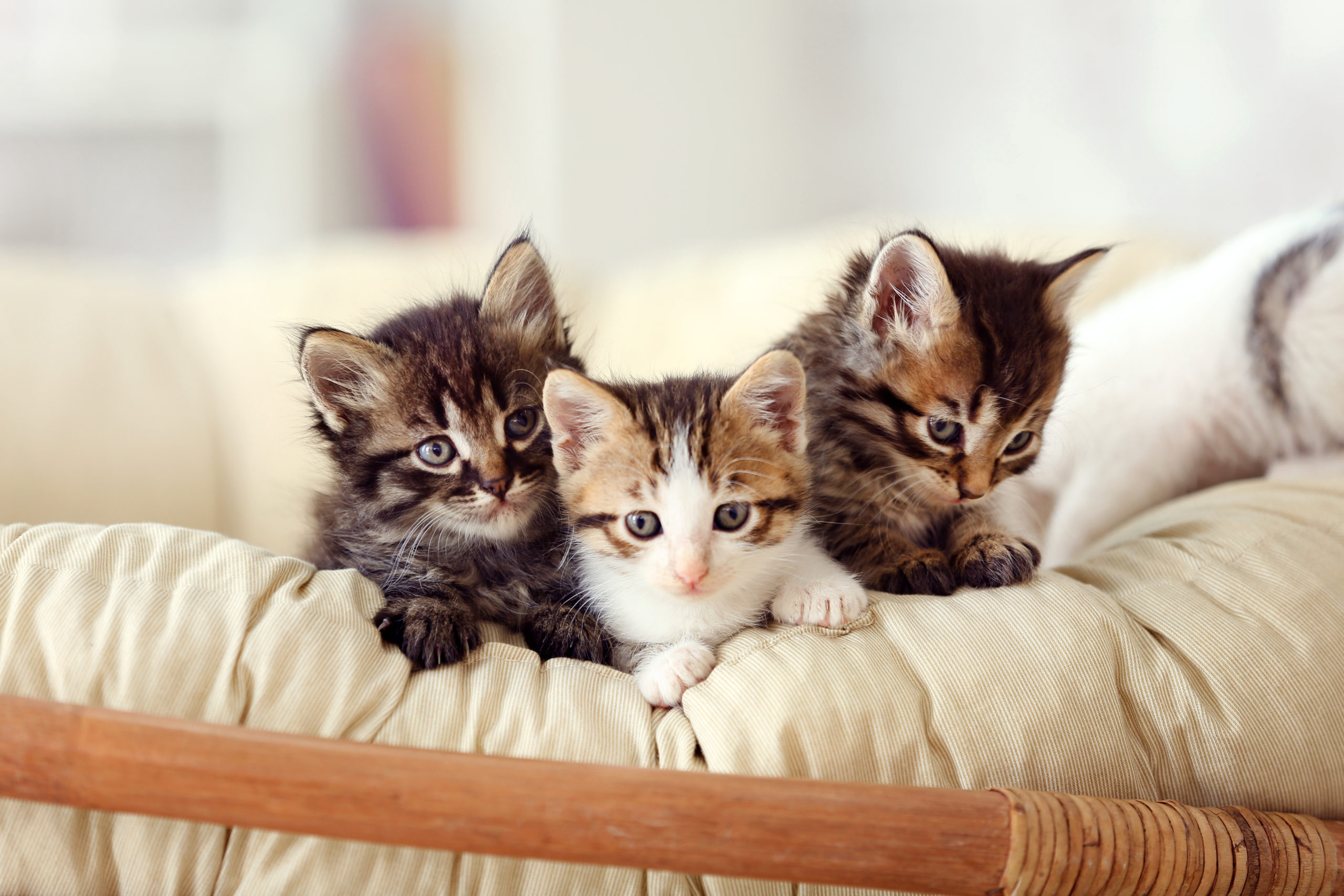 Journée internationale du chat