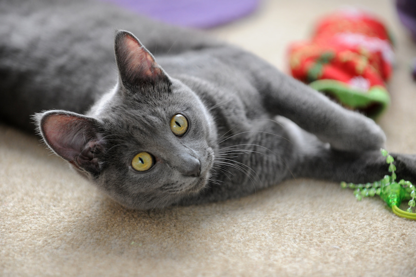 Chat de race Korat assuré chez Assur O'Poil