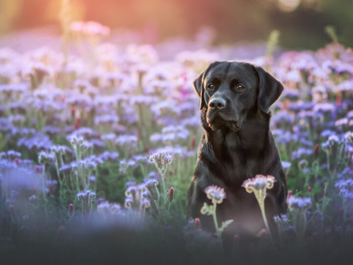 Labrador noir été dans un champ de fleur