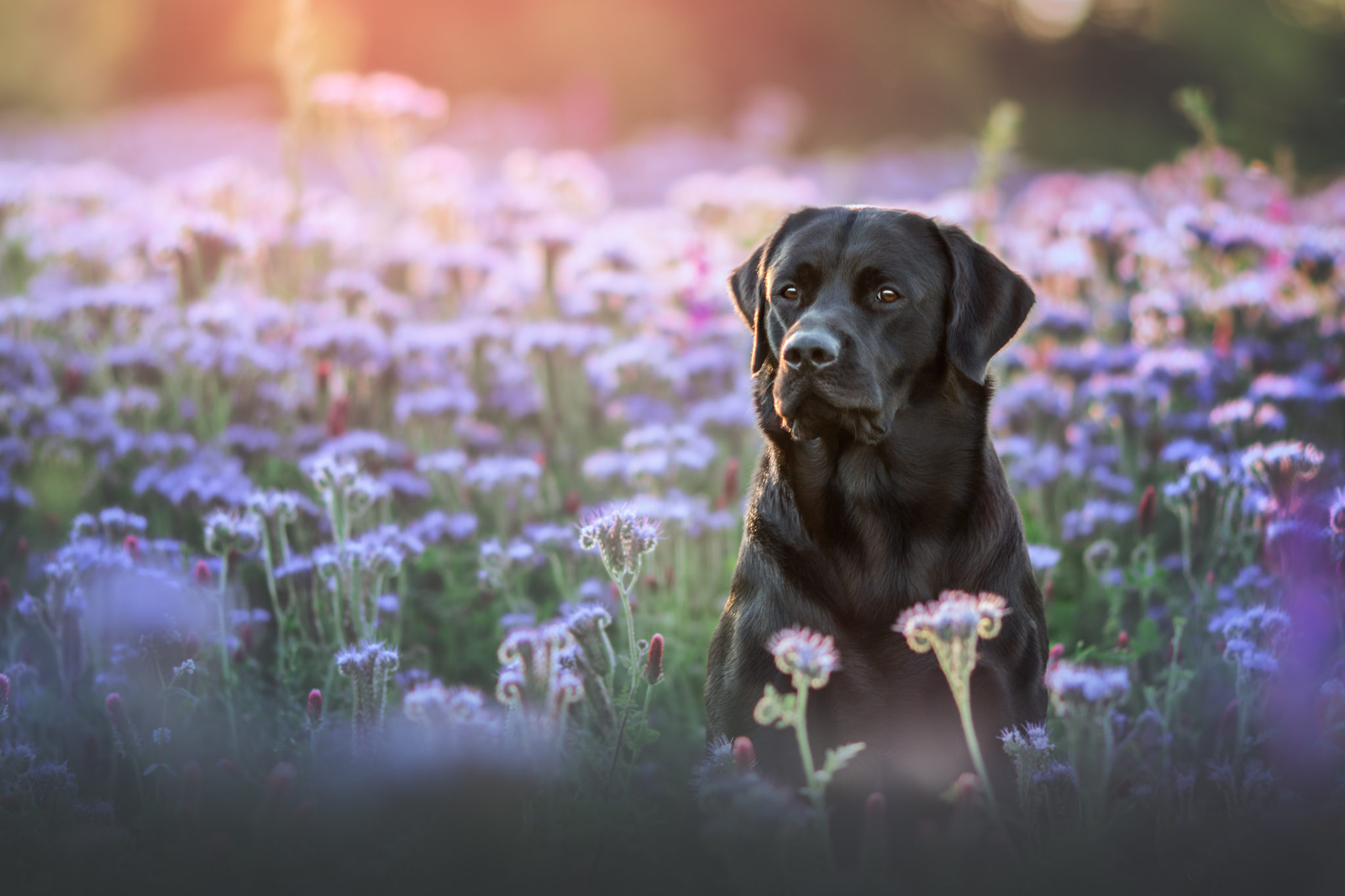 Labrador noir été dans un champ de fleur