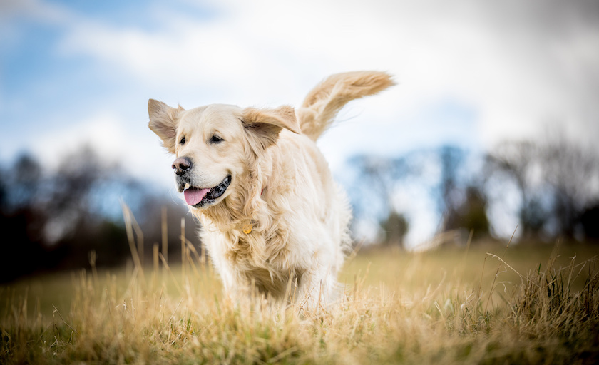 Golden Retriever in the long grass