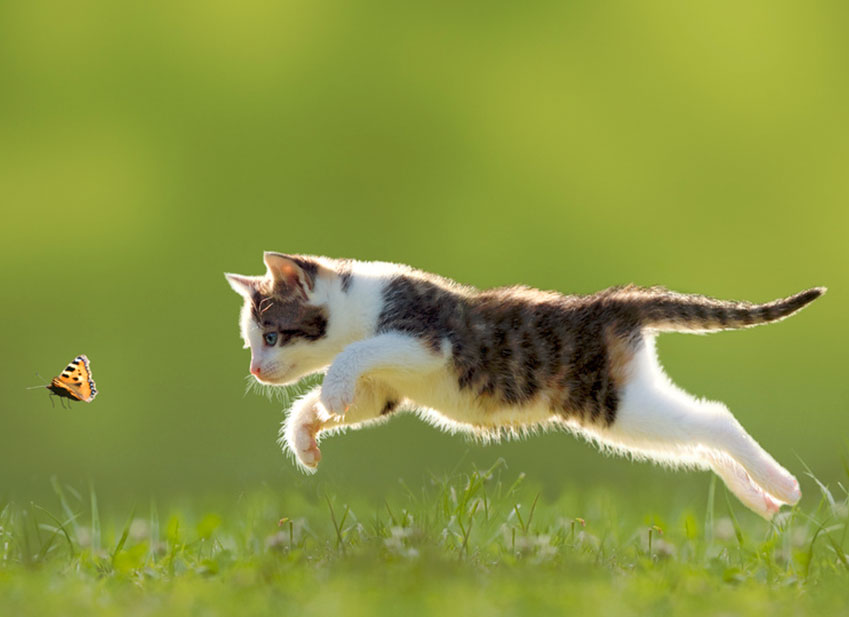 Chat assuré chez Assur O'Poil pourchassant un joli papillon dans le jardin