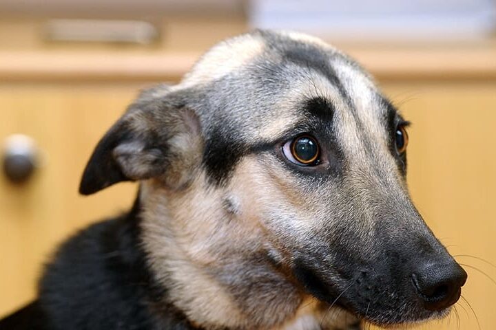 langage corporel chien