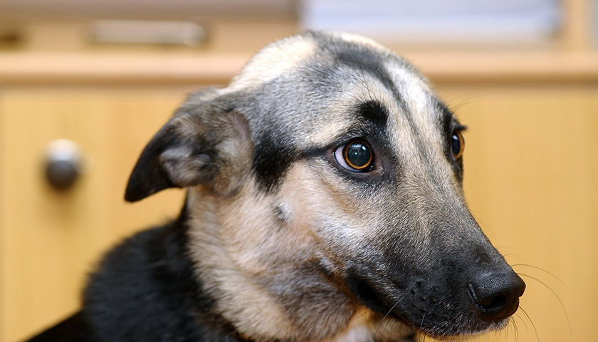 Comment le chien est devenu une personne