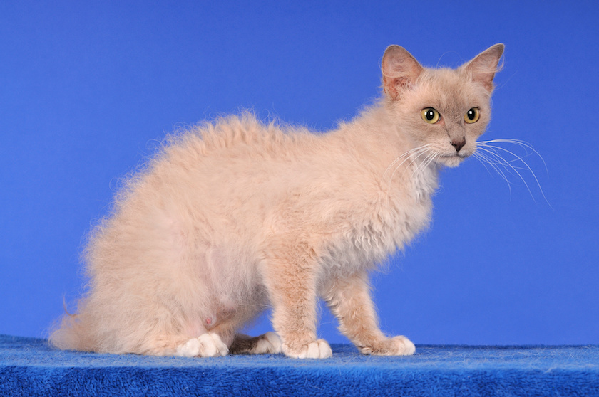 Chat de race LaPerm assuré chez Assur O'Poil