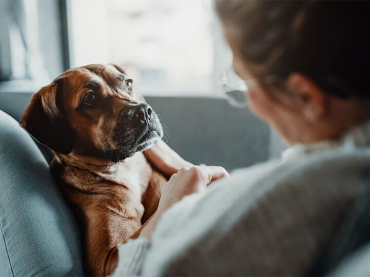 le droit des animaux