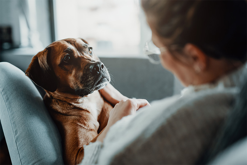 le droit des animaux