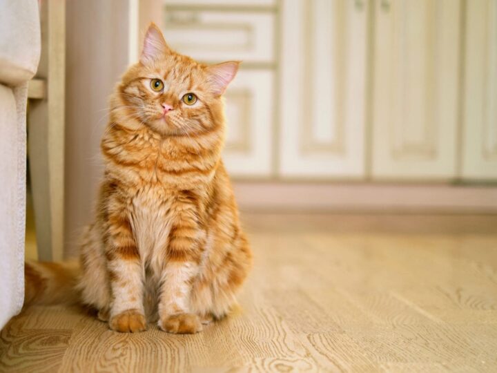 Le gros chat dans le salon à la maison