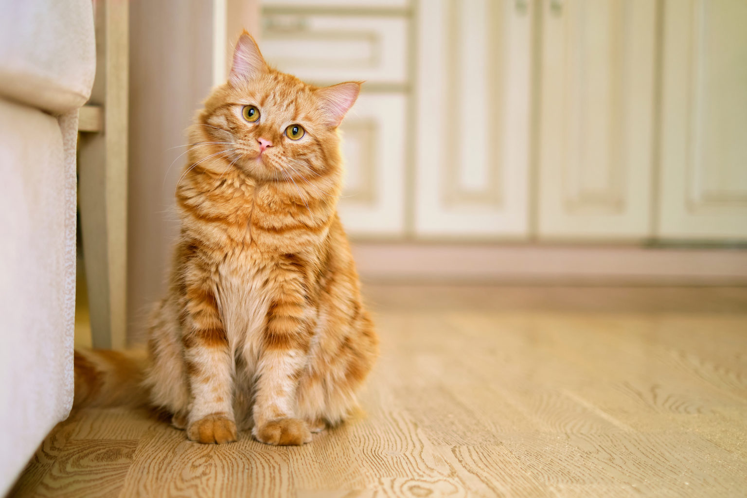 Le gros chat dans le salon à la maison