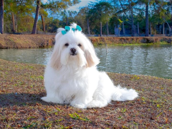 Le Lhassa Apso
