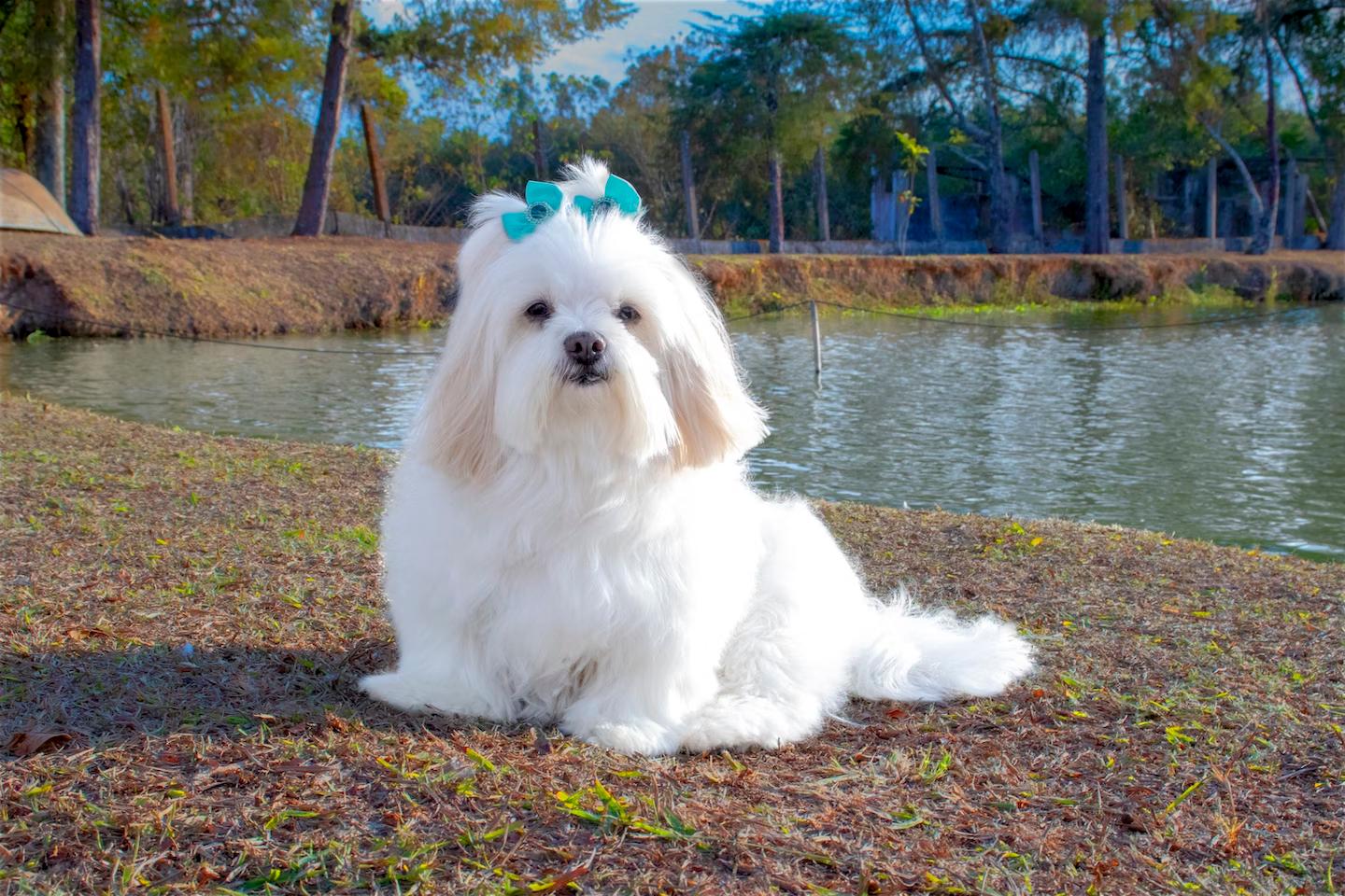 Le Lhassa Apso