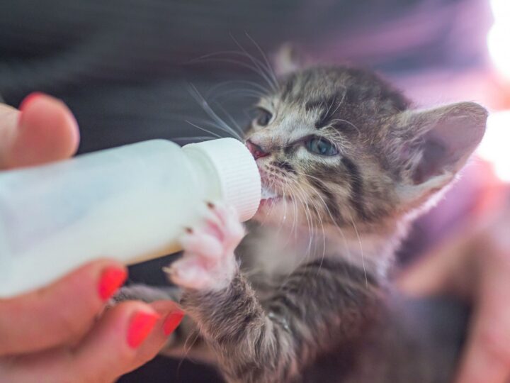 Le petit chaton gris boit du lait d'une bouteille.