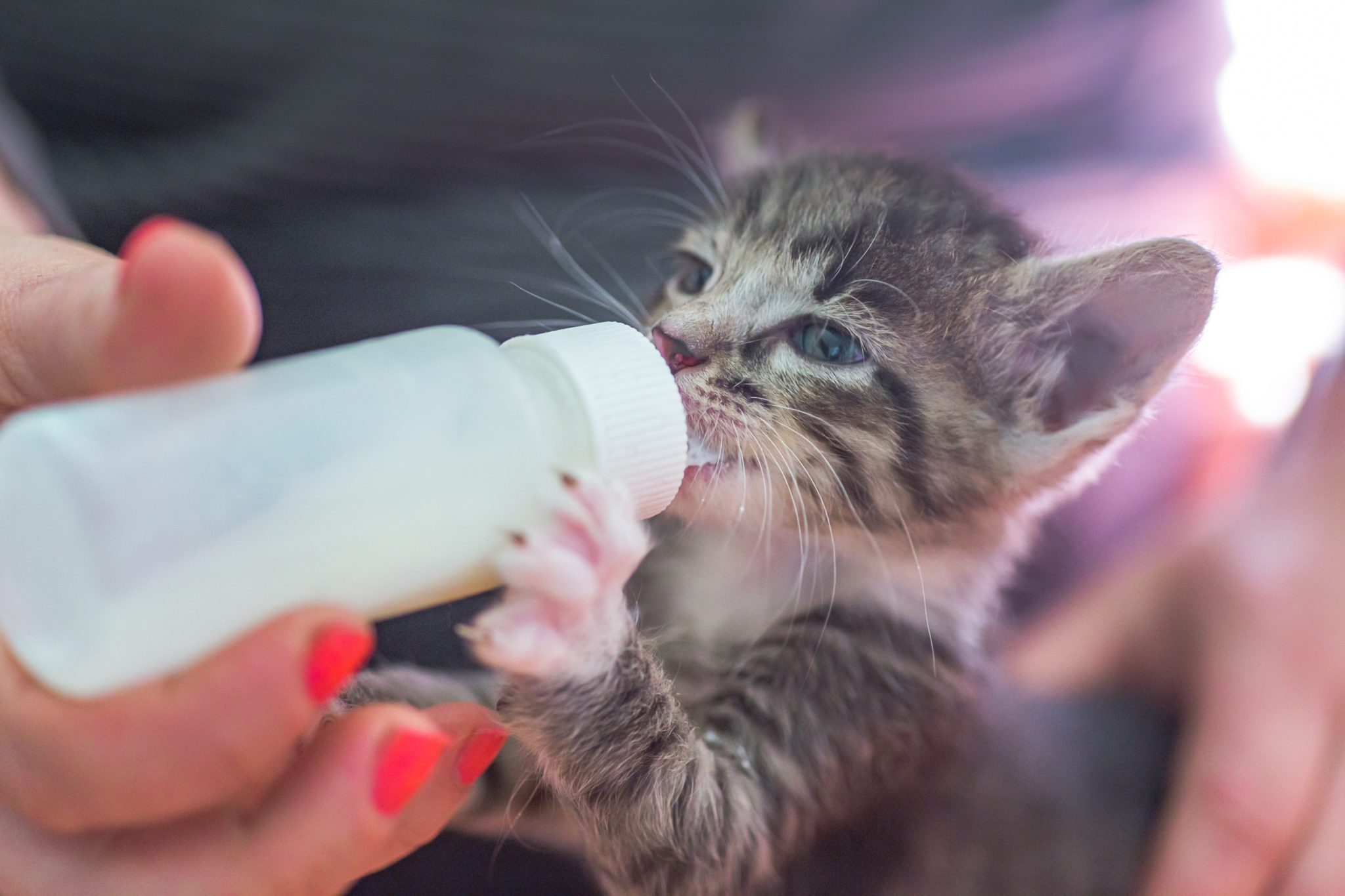Le petit chaton gris boit du lait d'une bouteille.
