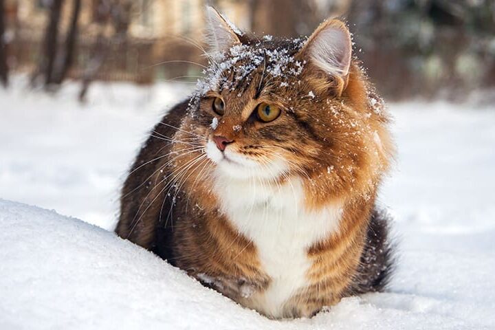 Chat assuré chez Assur O'Poil dans la neige