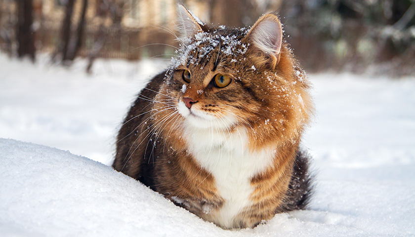 Chat assuré chez Assur O'Poil dans la neige