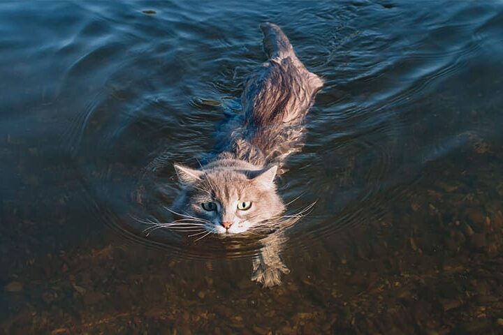 les chats savent ils nager