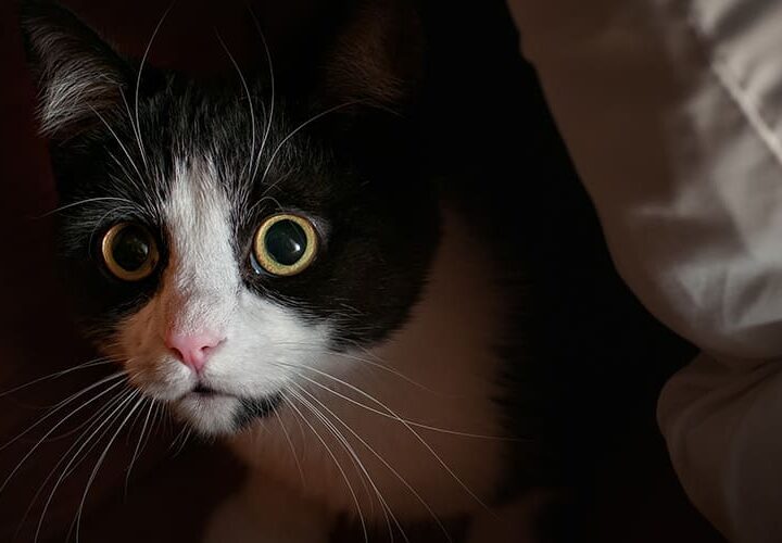 les chats sentent les esprits