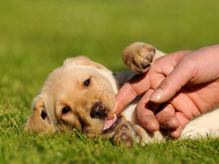 les dents du chiot evolution de sa dentition