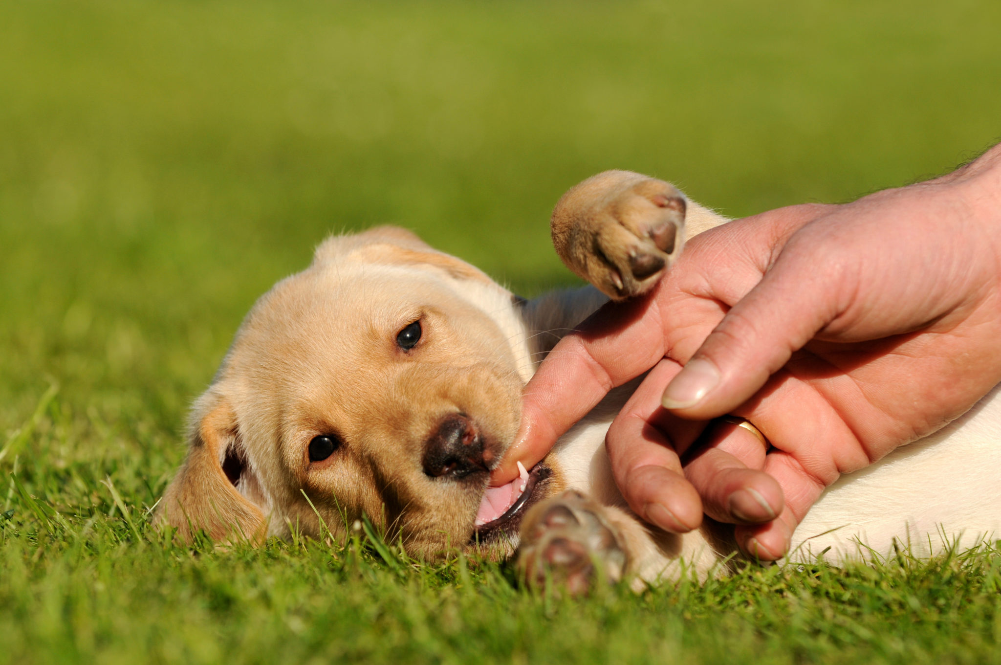 les dents du chiot evolution de sa dentition