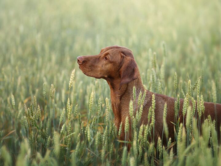 les epillets ces graminees dangereuses pour le chien