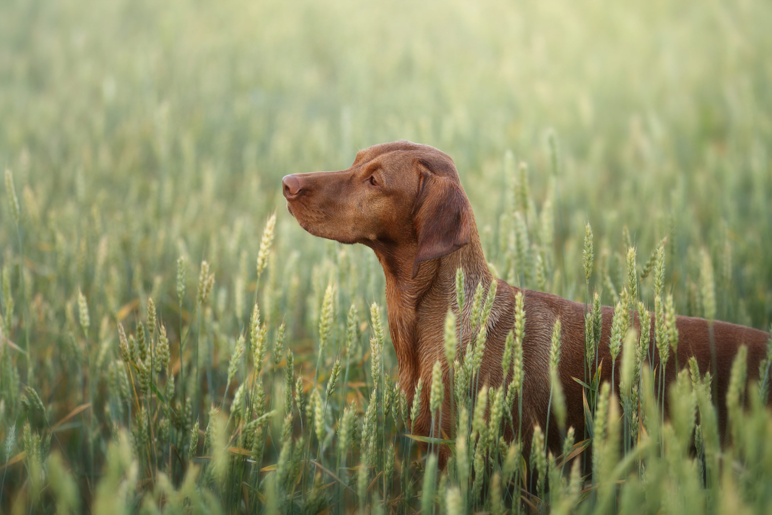 les epillets ces graminees dangereuses pour le chien