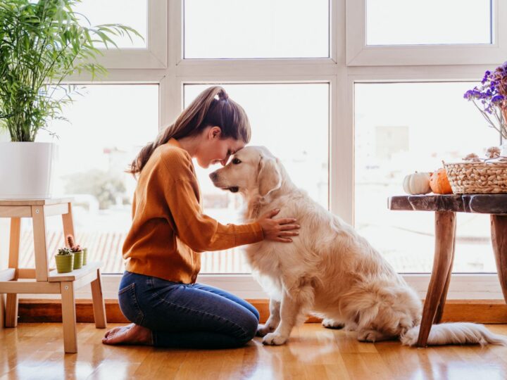 linsuffisance renale chez le chien aigue et chronique