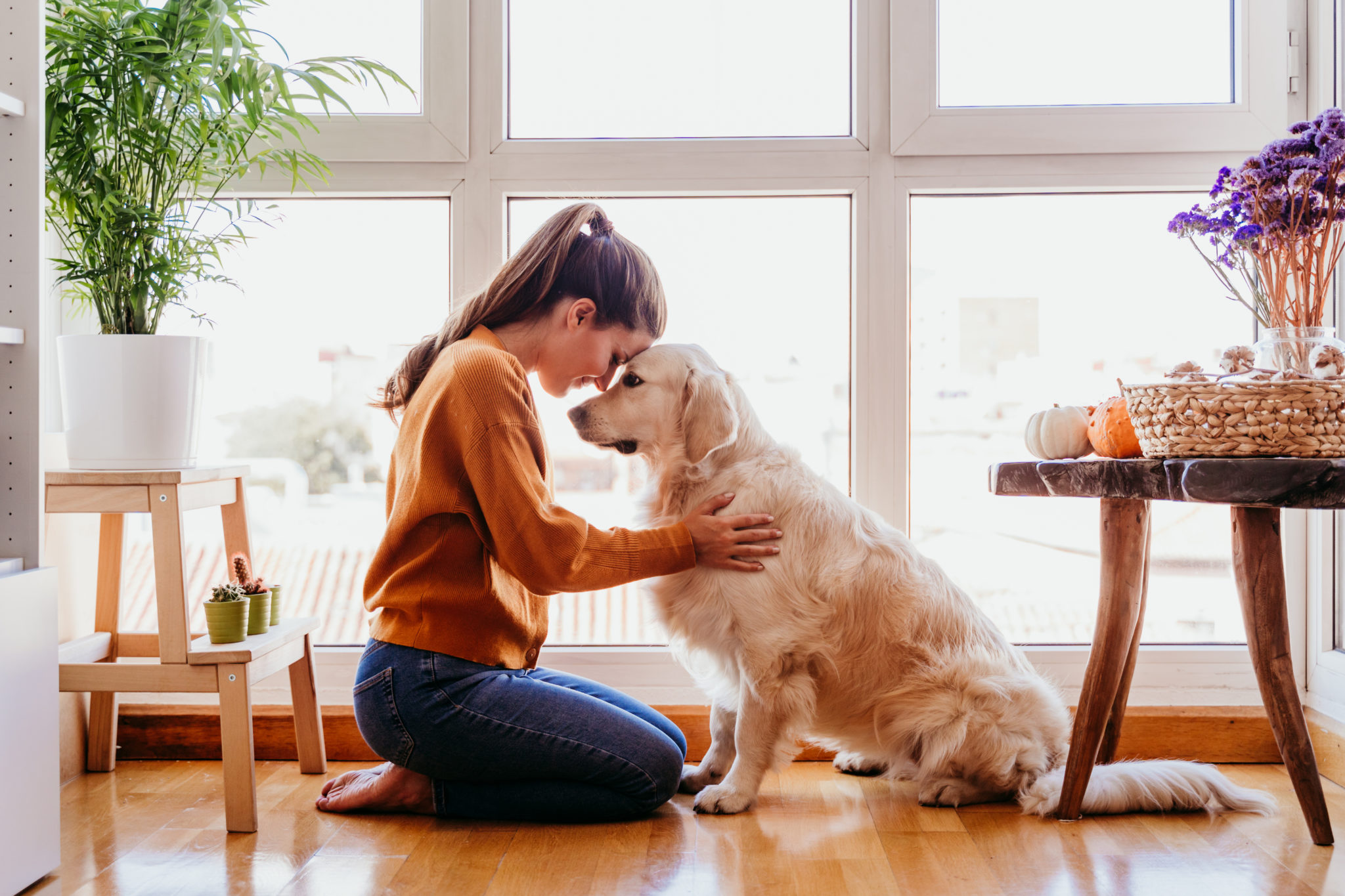 linsuffisance renale chez le chien aigue et chronique