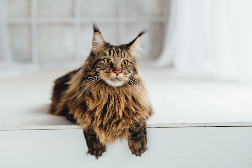 Chat de race Maine Coon assuré chez Assur O'Poil