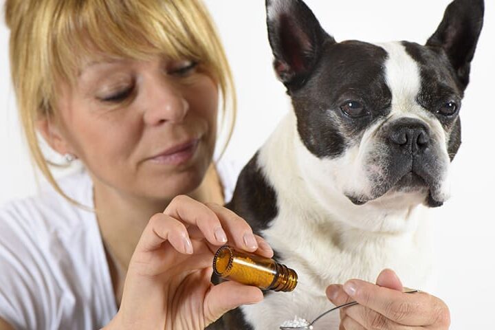 medicament humain pour chien chat