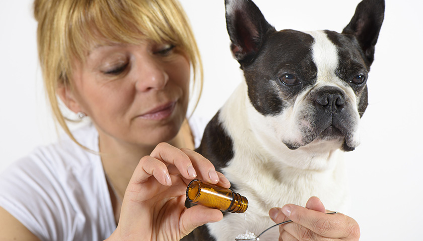 medicament humain pour chien chat