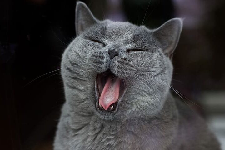 Mon chat a mauvaise haleine : que faire ?