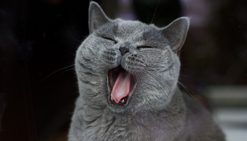 Mon chat a mauvaise haleine : que faire ?