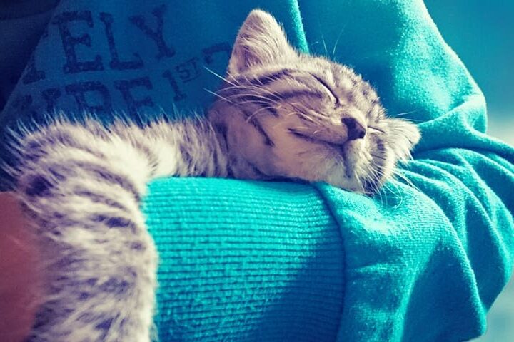 Chat assuré chez Assur O'Poil dort dans les bras