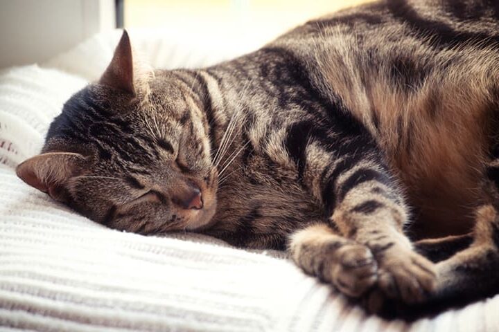 mon chat dort tout le temps