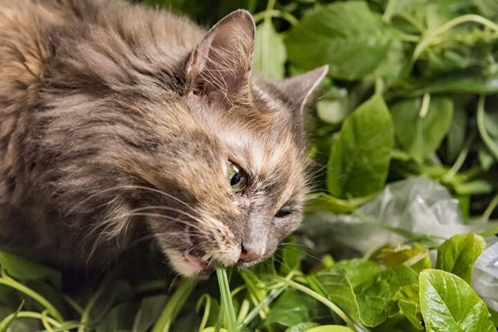Mon chat mange mes plantes, que faire ?