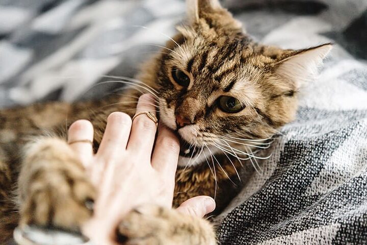 Pourquoi mon chat me mordille ?
