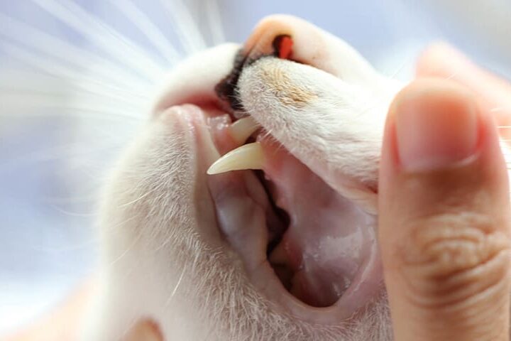mon chat perd ses dents