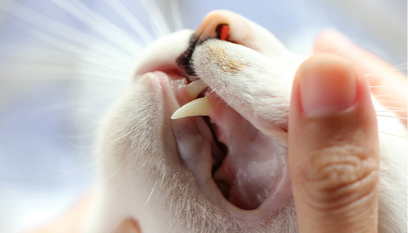 mon chat perd ses dents