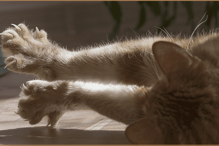 Chat assuré chez Assur O'Poil sort ses griffes