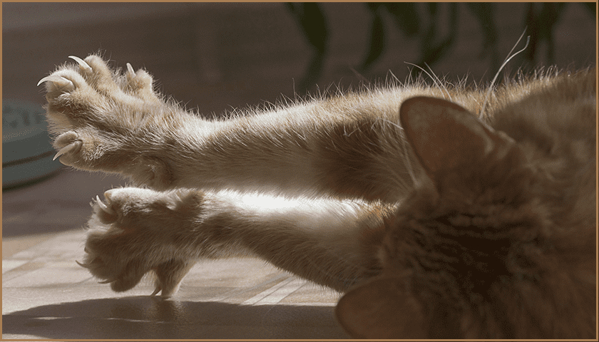 Chat assuré chez Assur O'Poil sort ses griffes