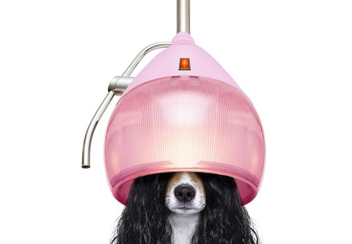 mon chien a des pellicules